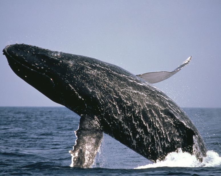 whale_39742373_s.jpg